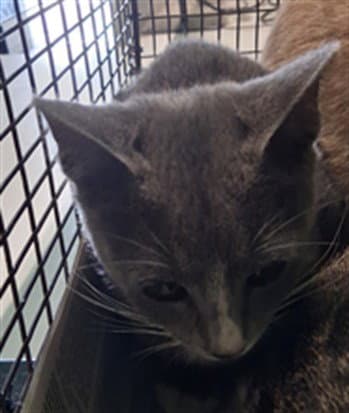 Gg - Domestic Short Hair