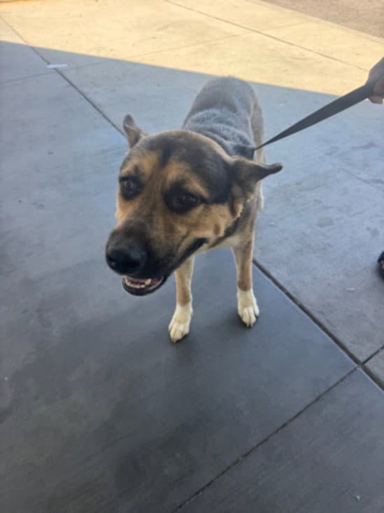 Max - German Shepherd Dog