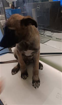 Apollo - Belgian Shepherd Malinois