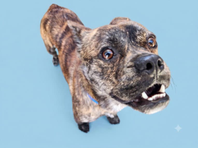 Jabbar - French Bulldog