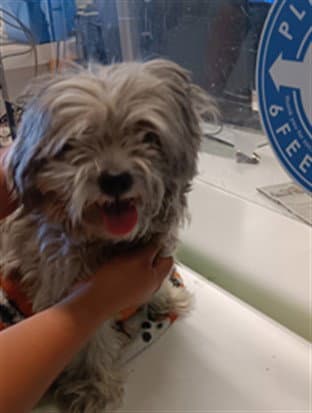 Moppet - Shih Tzu
