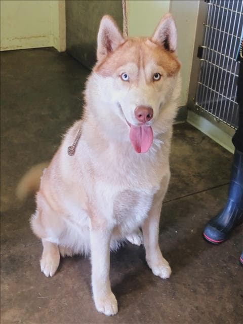 Bear - Siberian Husky