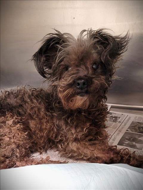 Bella - Poodle (Miniature)
