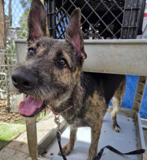 Mystery - German Shepherd Dog