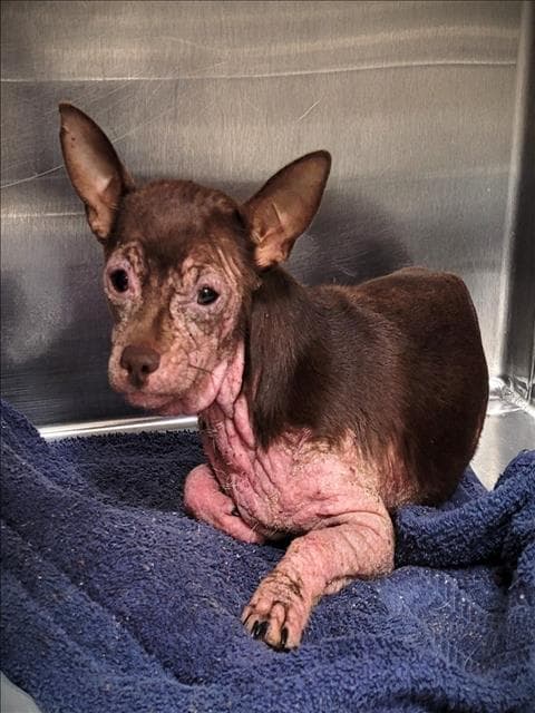 Pinky - Chihuahua
