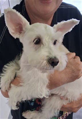 Poly - Miniature Schnauzer
