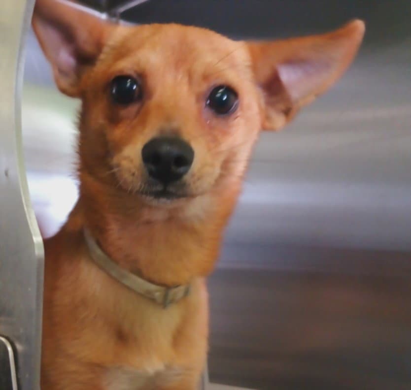 Brownie - Chihuahua