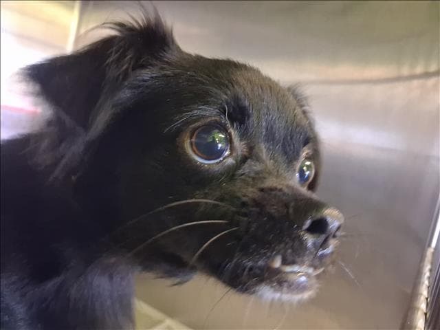 Tyrone - Chihuahua