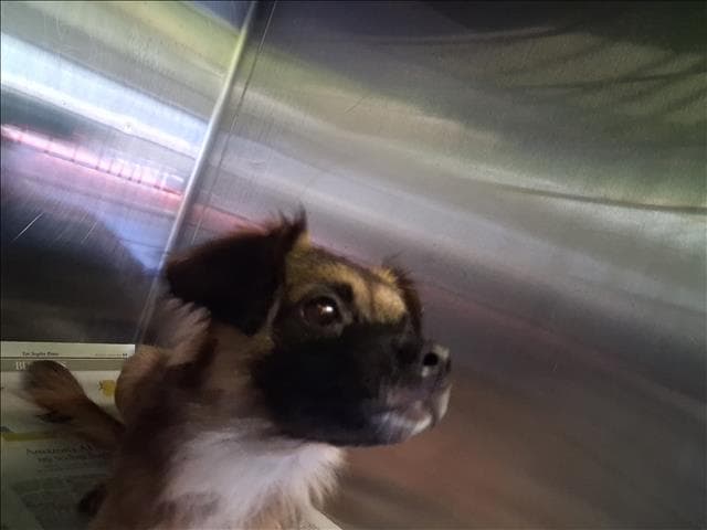 Brownie - Chihuahua
