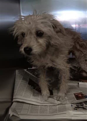 Nene - Poodle (Miniature)