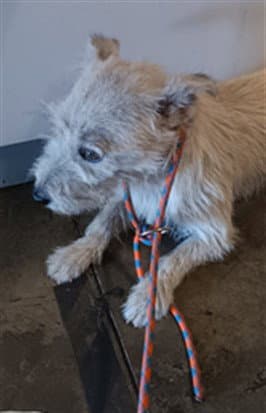 Jasper - Poodle (Miniature)