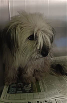 Coco - Poodle (Miniature)