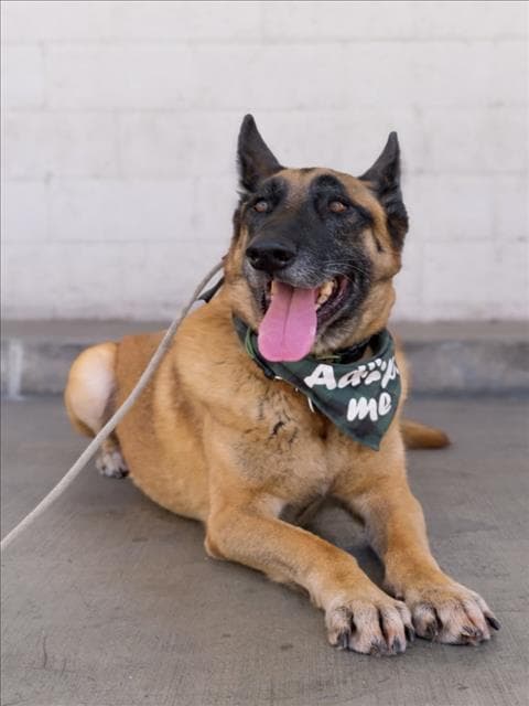 Chepo - German Shepherd Dog