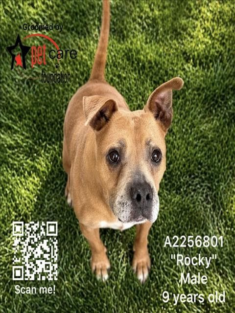 Rocky - Pit Bull Terrier