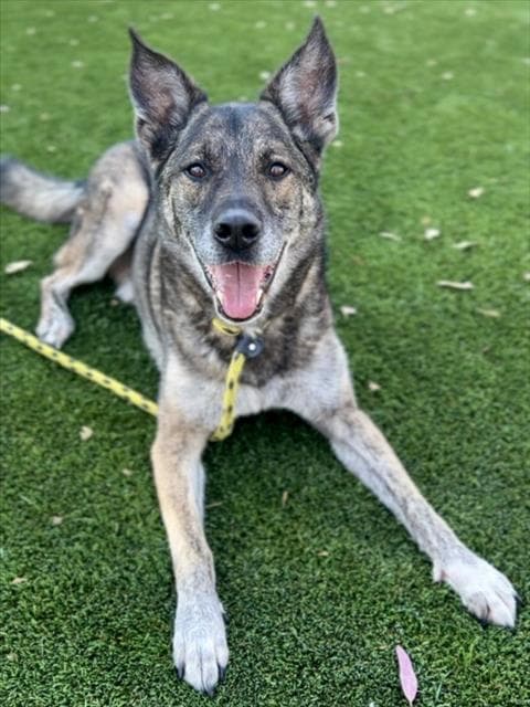 Wuchang - German Shepherd Dog