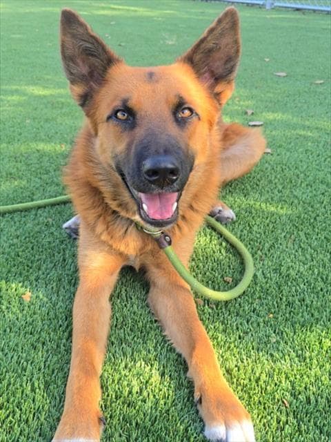 Hashbrowns - German Shepherd Dog
