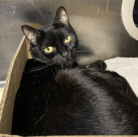 Lilith - Domestic Short Hair