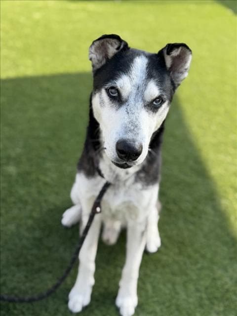 Gramps - Siberian Husky