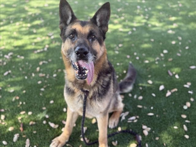 Samson - German Shepherd Dog