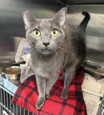 Shark - Domestic Short Hair