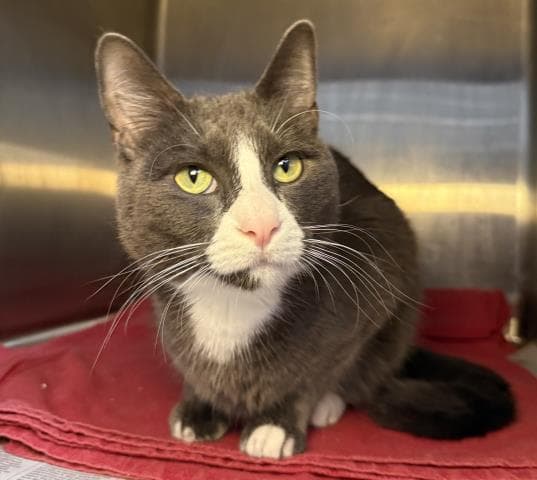 Tony - Domestic Short Hair
