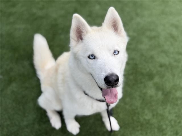 Gohan - Siberian Husky