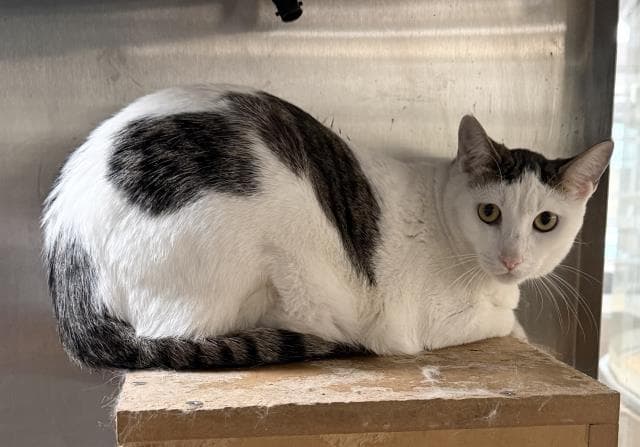 Larry - Domestic Short Hair