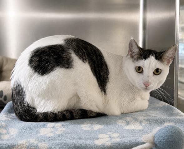 Larry - Domestic Short Hair