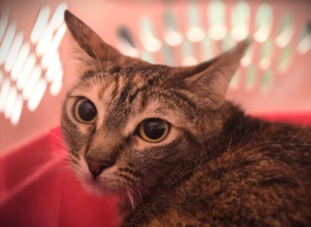 Misty - Domestic Short Hair