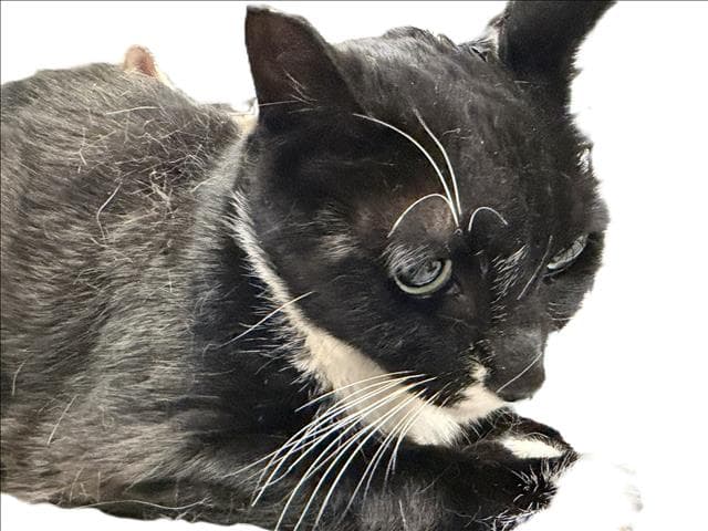 Figaro - Domestic Short Hair