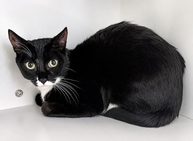 Figaro - Domestic Short Hair