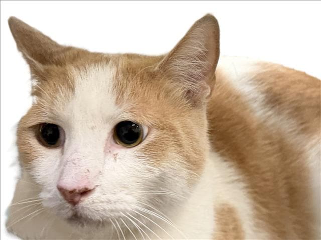 Malachi - Domestic Short Hair