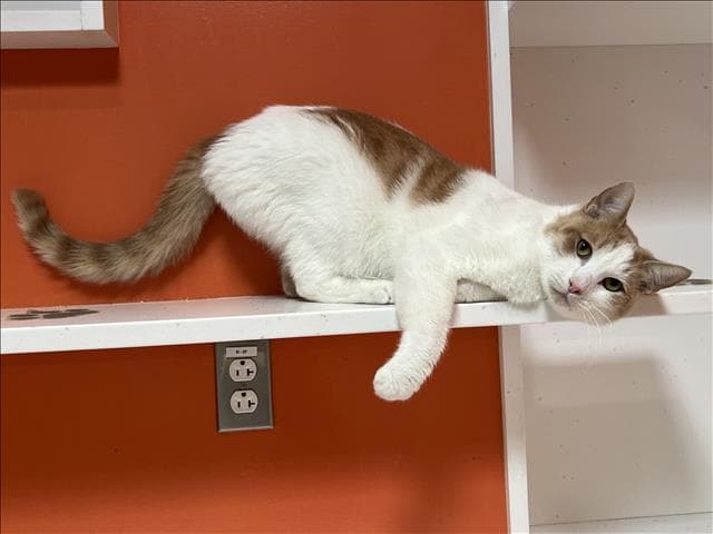 Malachi - Domestic Short Hair