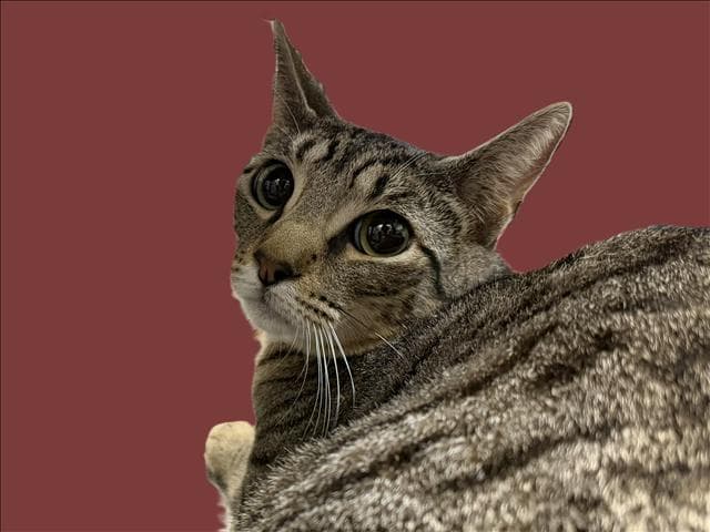 Melvin - Domestic Short Hair
