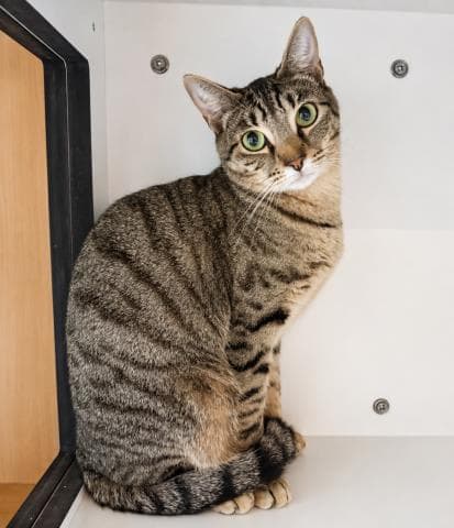 Melvin - Domestic Short Hair