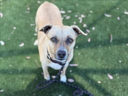 Odie image 1