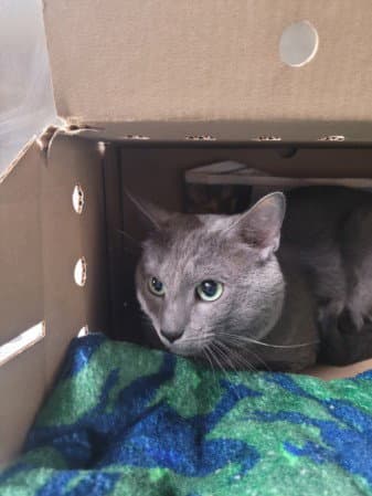 Kitty - Russian Blue