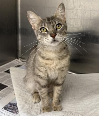 Azalia - Domestic Short Hair