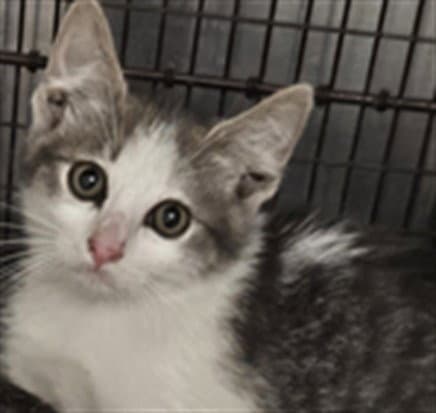 Dustin - Domestic Short Hair