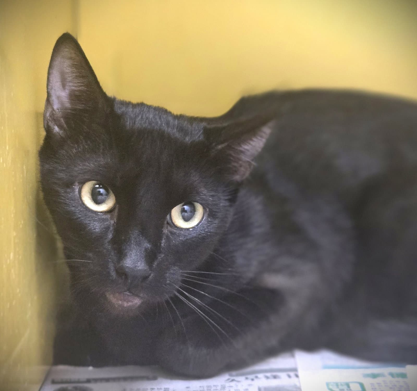Luna - Domestic Short Hair
