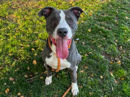 Scrappy - Pit Bull Terrier