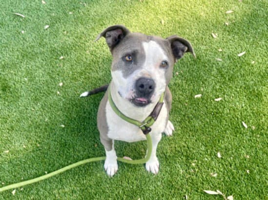 Millie - Pit Bull Terrier