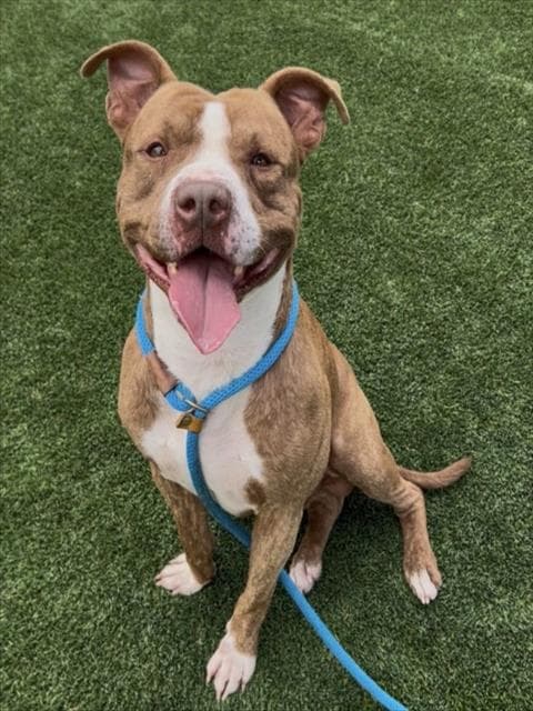 Buster Brown - American Staffordshire Terrier