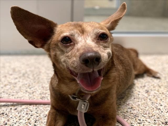 Lola - Chihuahua