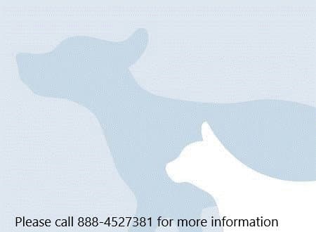 Shasta - Siberian Husky