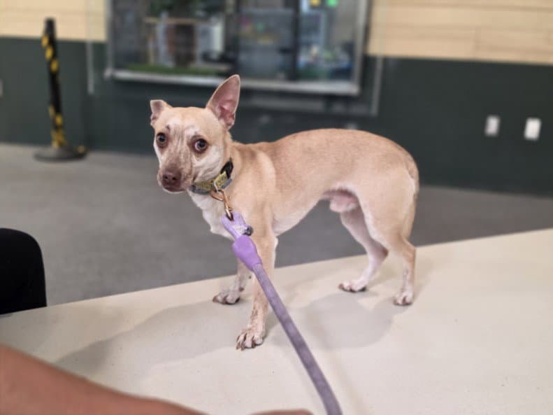 Copper - Chihuahua