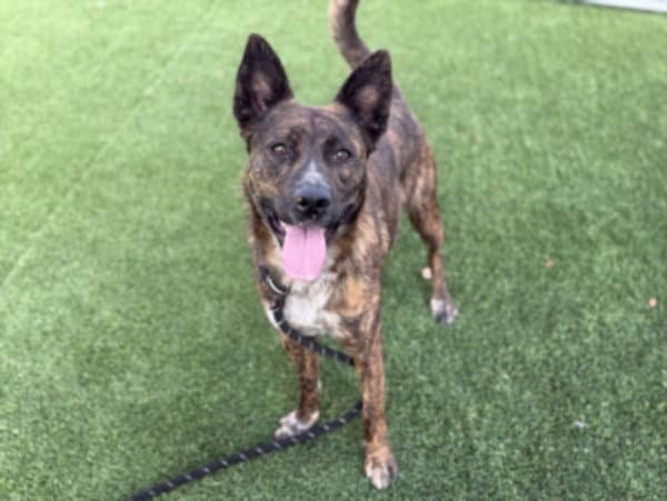 Naya - Dutch Shepherd