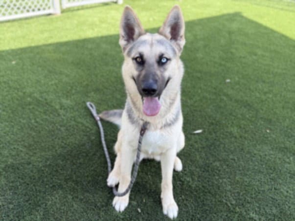 Cupcakes - German Shepherd Dog