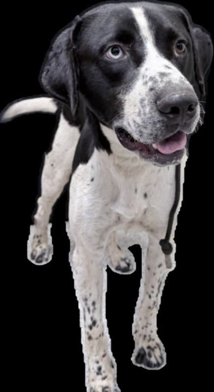 Oreo - English Pointer