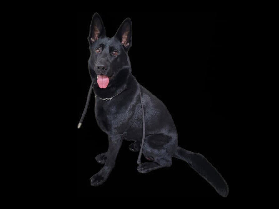 Ranger - German Shepherd Dog